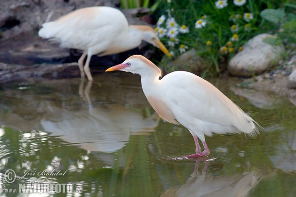 Volavka chochlatá (Bubulcus ibis)