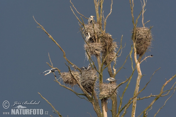 Volavka popelavá (Ardea cinerea)