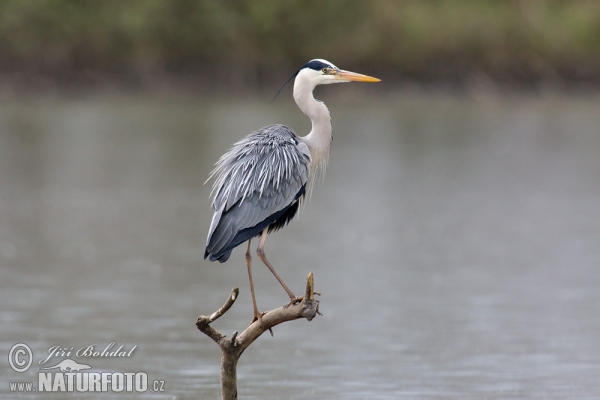 Volavka popelavá (Ardea cinerea)