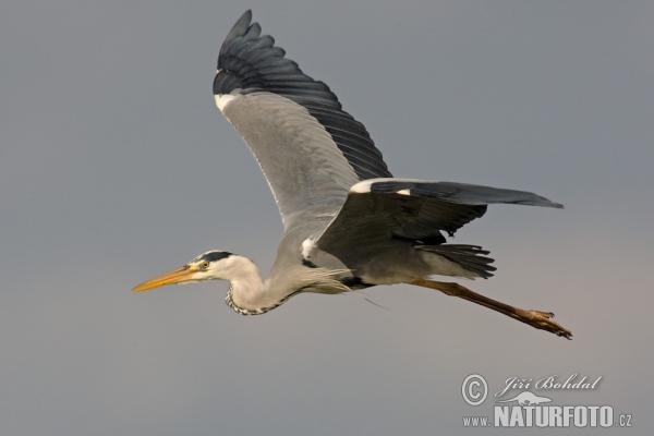 Volavka popelavá (Ardea cinerea)