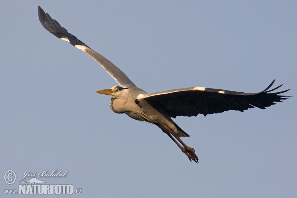 Volavka popelavá (Ardea cinerea)