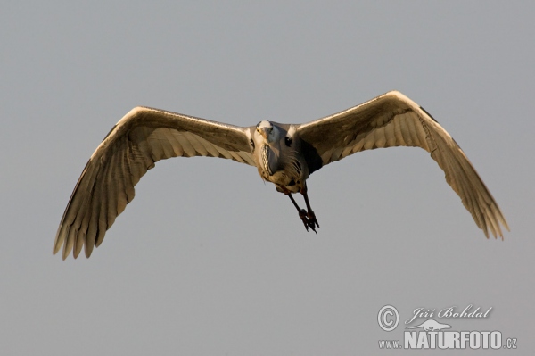 Volavka popelavá (Ardea cinerea)