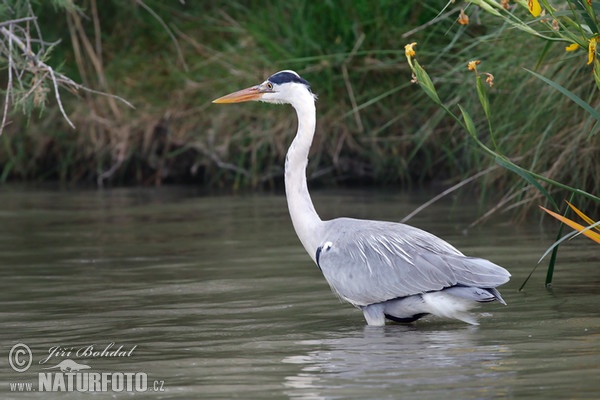 Volavka popelavá (Ardea cinerea)