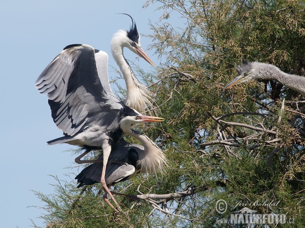 Volavka popelavá (Ardea cinerea)