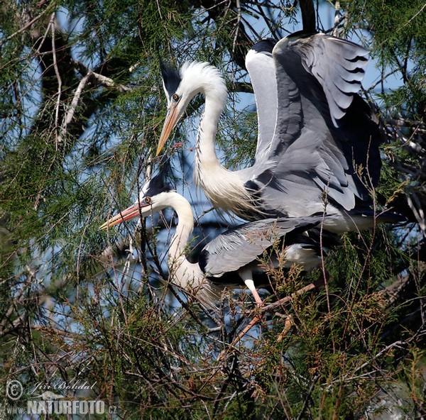 Volavka popelavá (Ardea cinerea)