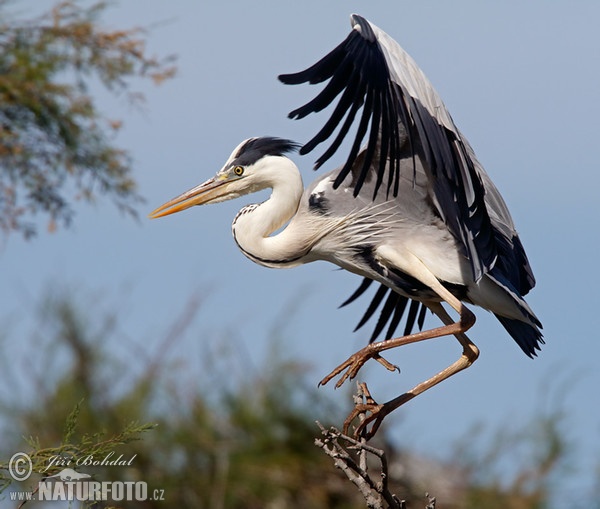 Volavka popelavá (Ardea cinerea)