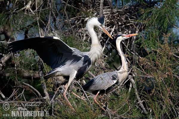 Volavka popelavá (Ardea cinerea)