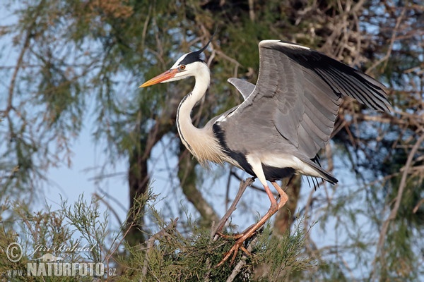 Volavka popelavá (Ardea cinerea)