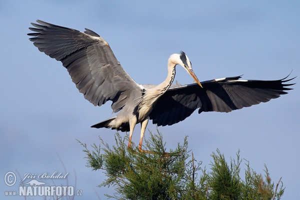 Volavka popelavá (Ardea cinerea)