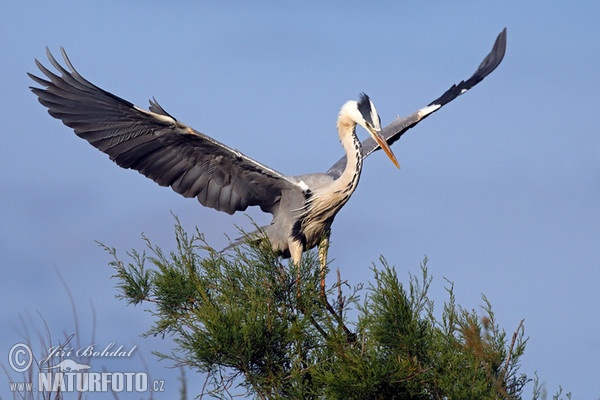 Volavka popelavá (Ardea cinerea)