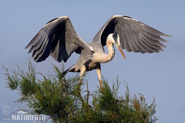 Volavka popelavá (Ardea cinerea)