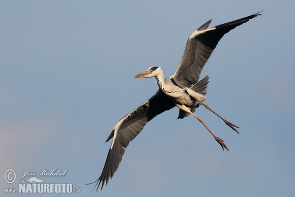 Volavka popelavá (Ardea cinerea)