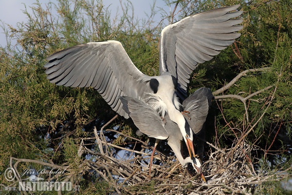 Volavka popelavá (Ardea cinerea)