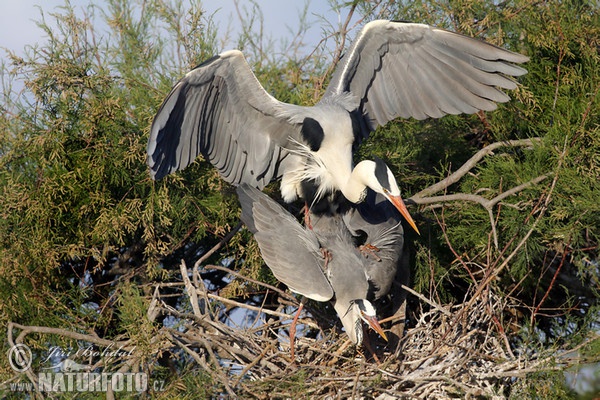 Volavka popelavá (Ardea cinerea)