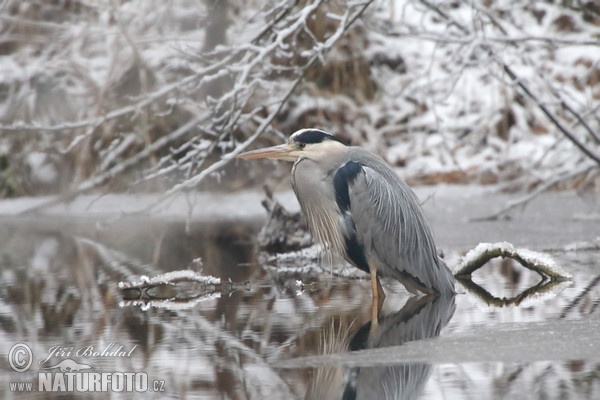 Volavka popelavá (Ardea cinerea)