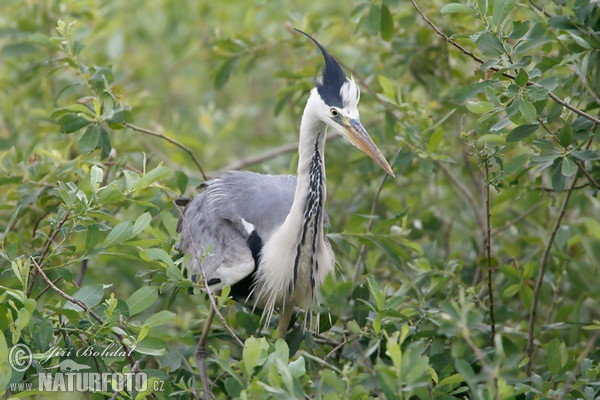 Volavka popelavá (Ardea cinerea)