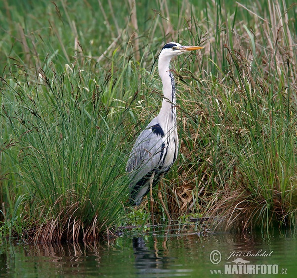 Volavka popelavá (Ardea cinerea)