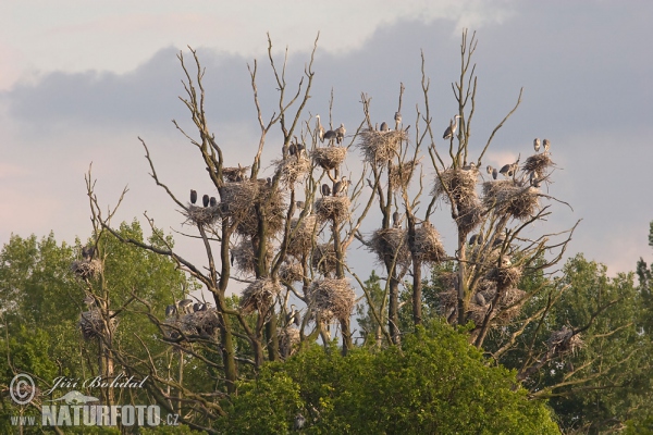 Volavka popelavá (Ardea cinerea)