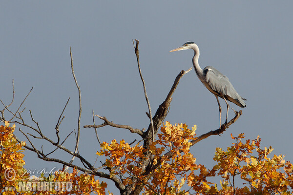 Volavka popelavá (Ardea cinerea)