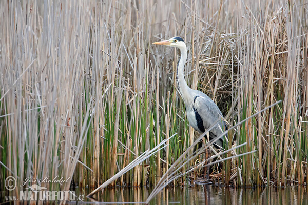 Volavka popelavá (Ardea cinerea)