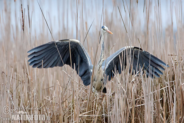 Volavka popelavá (Ardea cinerea)