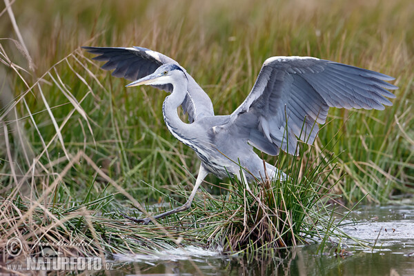 Volavka popelavá (Ardea cinerea)