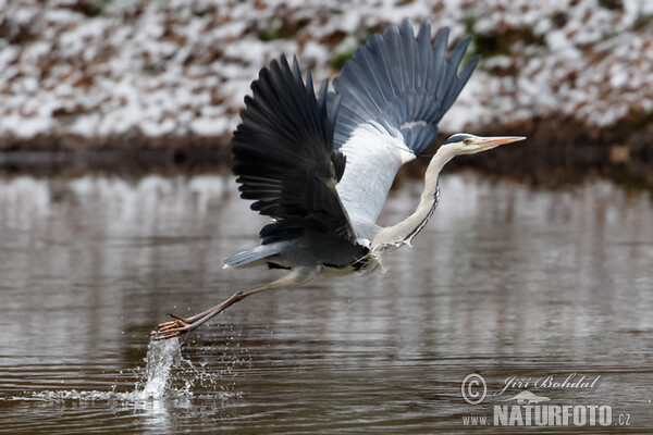 Volavka popelavá (Ardea cinerea)