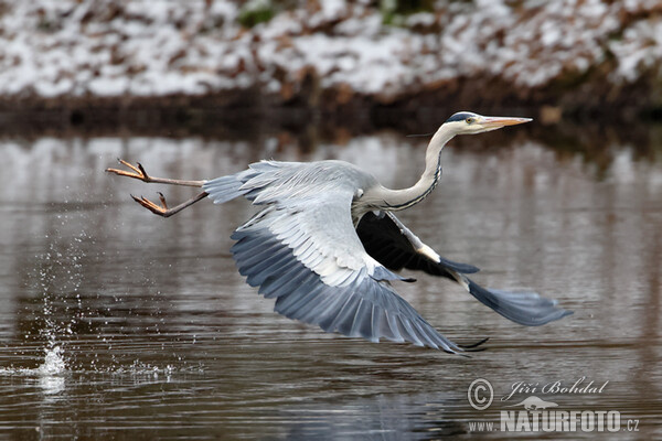 Volavka popelavá (Ardea cinerea)