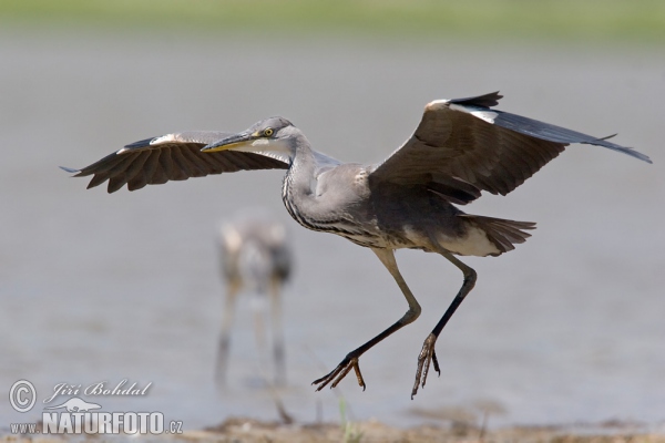 Volavka popelavá (Ardea cinerea)