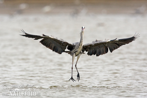 Volavka popelavá (Ardea cinerea)