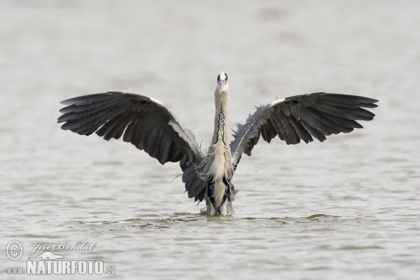 Volavka popelavá (Ardea cinerea)