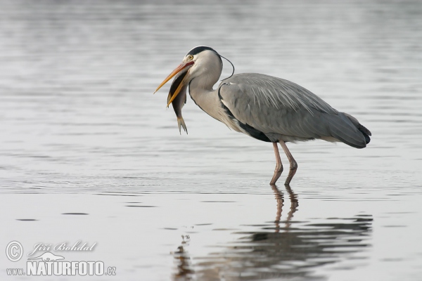 Volavka popelavá (Ardea cinerea)