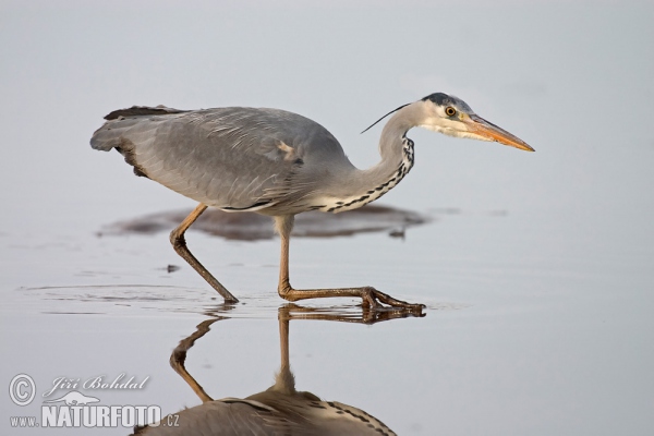 Volavka popelavá (Ardea cinerea)