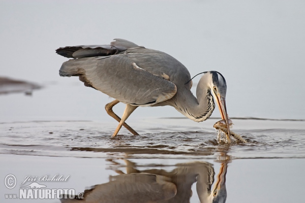 Volavka popelavá (Ardea cinerea)