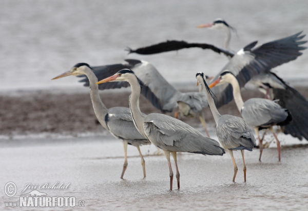 Volavka popelavá (Ardea cinerea)