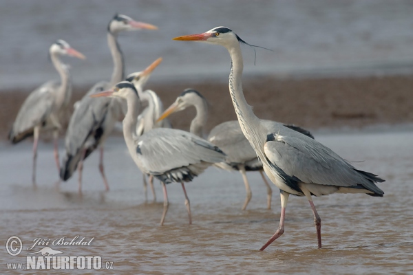 Volavka popelavá (Ardea cinerea)