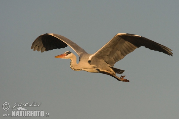 Volavka popelavá (Ardea cinerea)