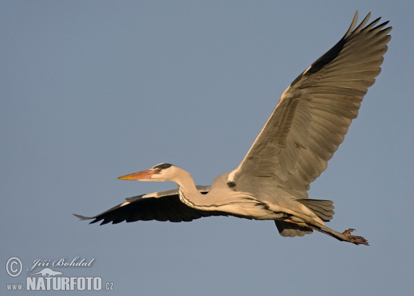 Volavka popelavá (Ardea cinerea)