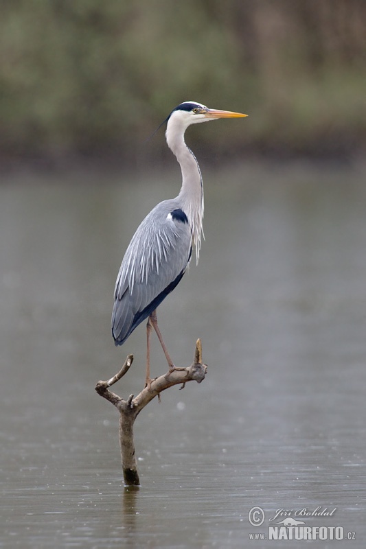 Volavka popolavá (Ardea cinerea)