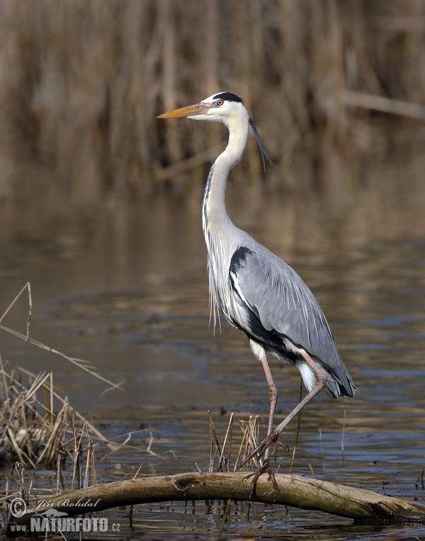 Volavka popolavá (Ardea cinerea)