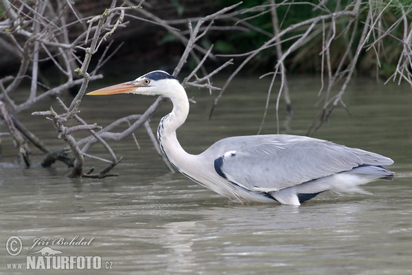 Volavka popolavá (Ardea cinerea)