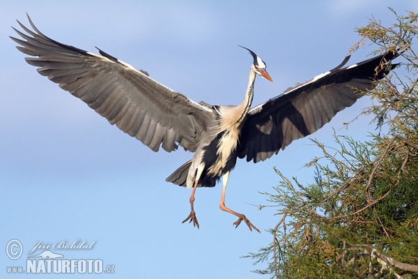 Volavka popolavá (Ardea cinerea)