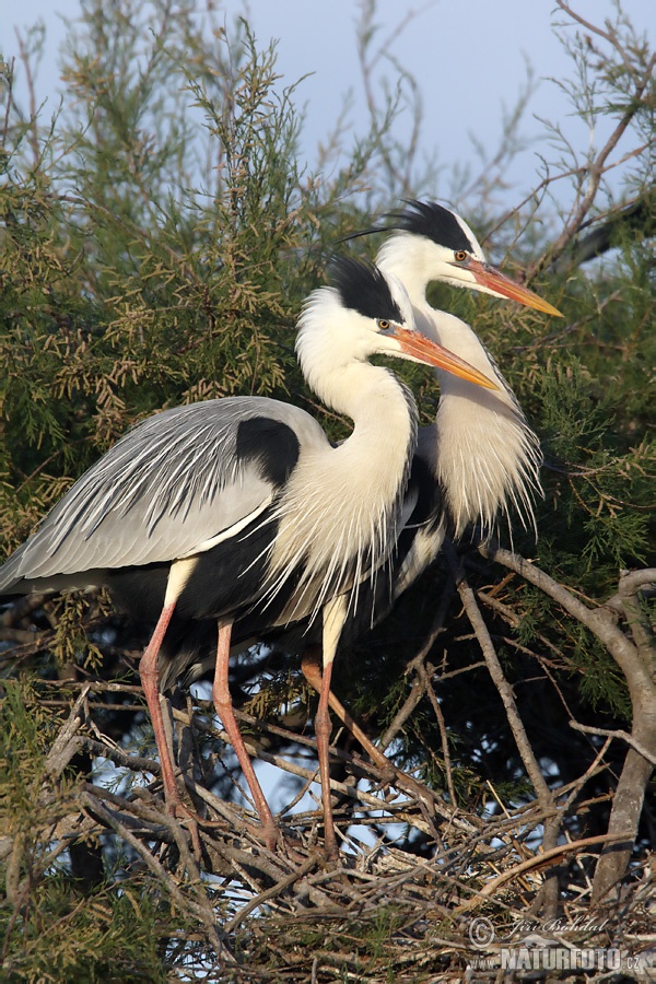 Volavka popolavá (Ardea cinerea)