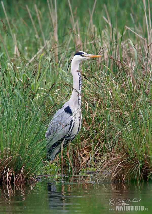 Volavka popolavá (Ardea cinerea)