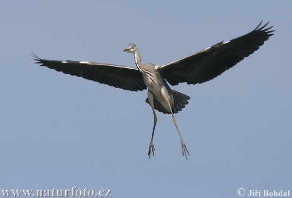 Volavka popolavá (Ardea cinerea)