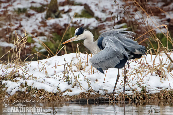 Volavka popolavá (Ardea cinerea)