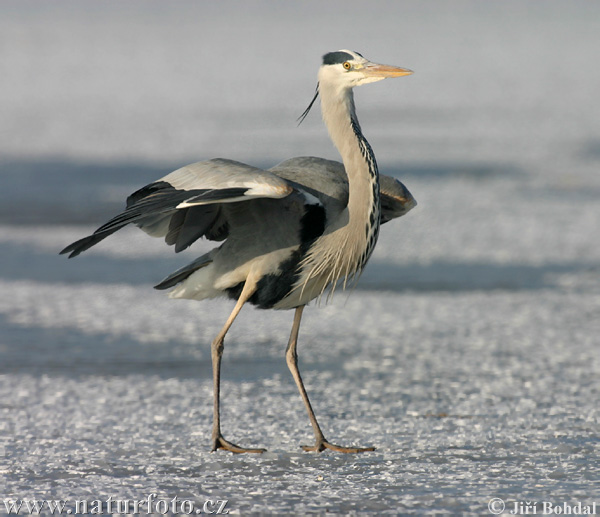 Volavka popolavá (Ardea cinerea)