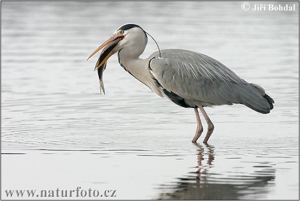 Volavka popolavá (Ardea cinerea)