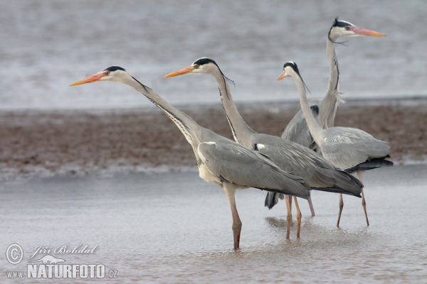 Volavka popolavá (Ardea cinerea)