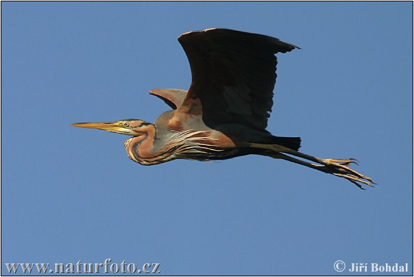 Volavka purpurová (Ardea purpurea)